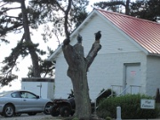 055-sculptured tree outside The Farm